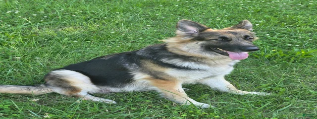 AMIRA BINT AL-HARB VON FREYA