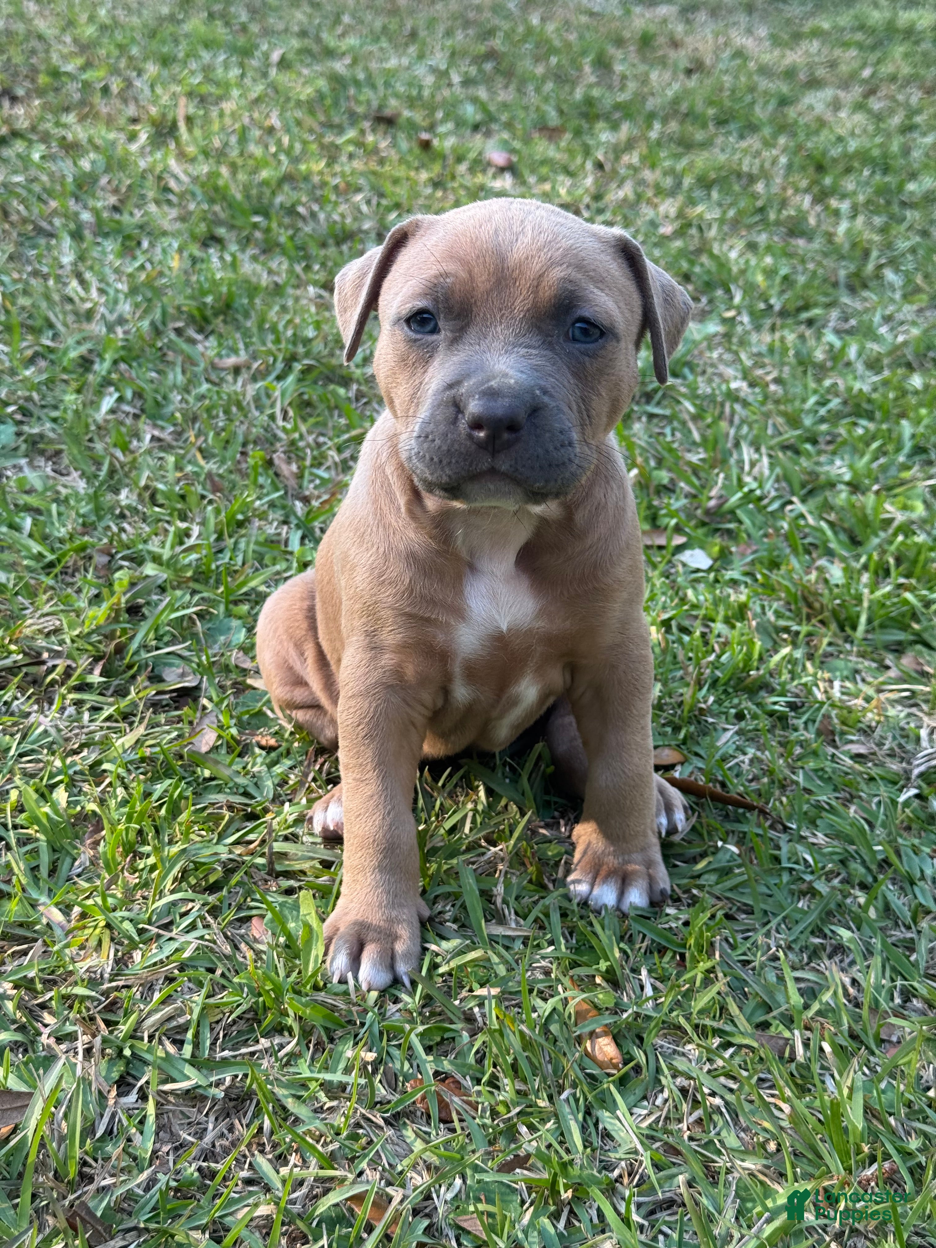 American Pit Bull Terrier dogs Beauty - Ad 20