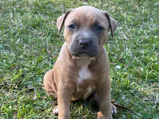 American Pit Bull Terrier dogs Beauty - Ad 20