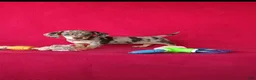 Miniature Dachshund dogs for sale: Bella - Ad 3
