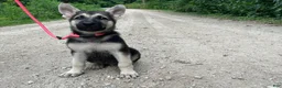 German Shepherd dogs for sale: Meadow - Ad 4