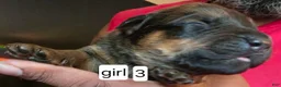 Mixed Breed dogs for sale: Mixed Breed 3 - Ad 1