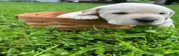 Labrador Retriever dogs for sale: Gerald Ford - Green - Ad 1