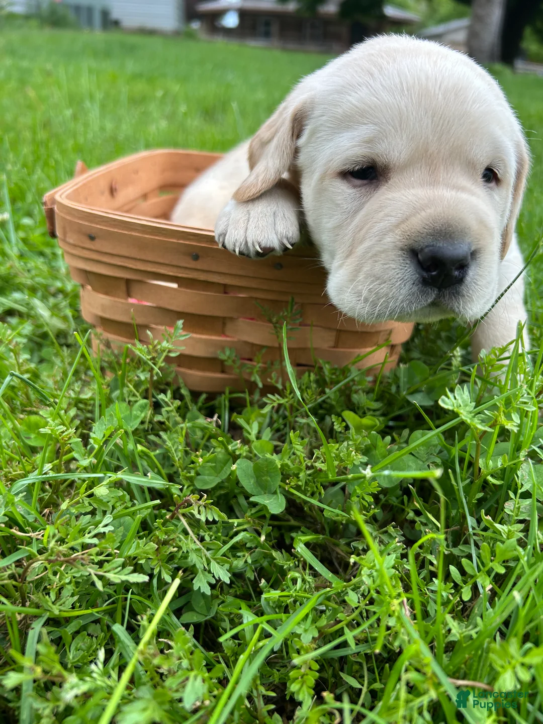 Labrador Retriever dogs for sale: Gerald Ford - Green - Ad 1