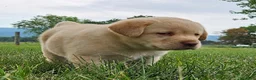 Labrador Retriever dogs for sale: penny - Ad 4