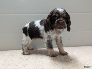 Cocker Spaniel dogs Valentina - Ad 30