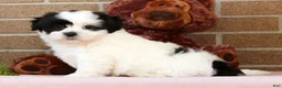 Shih Tzu dogs for sale: Panda - Ad 3