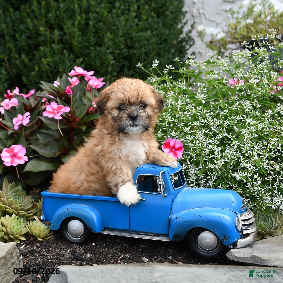Shih Tzu dogs Maisie - Ad 2