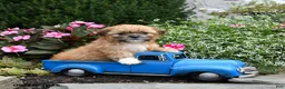 Shih Tzu dogs for sale: Maisie - Ad 2