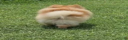 Pomeranian dogs for sale: Rare Beaver Color - Dolce - Teacup - 4 pounds - CH Lines! - Ad 9