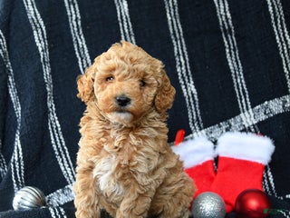 Miniature Poodle dogs Santa - Ad 32