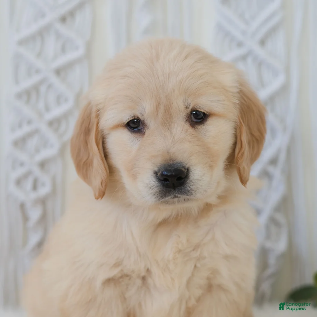 Golden Retriever dogs for sale: Ariel  - Ad 1
