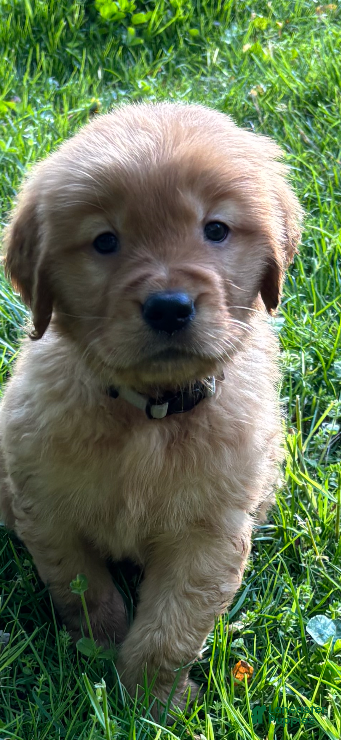 Golden Retriever dogs Golden Retriever Puppy 5 - Ad 1