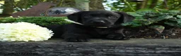Labrador Retriever dogs for sale: Tyler - Ad 5