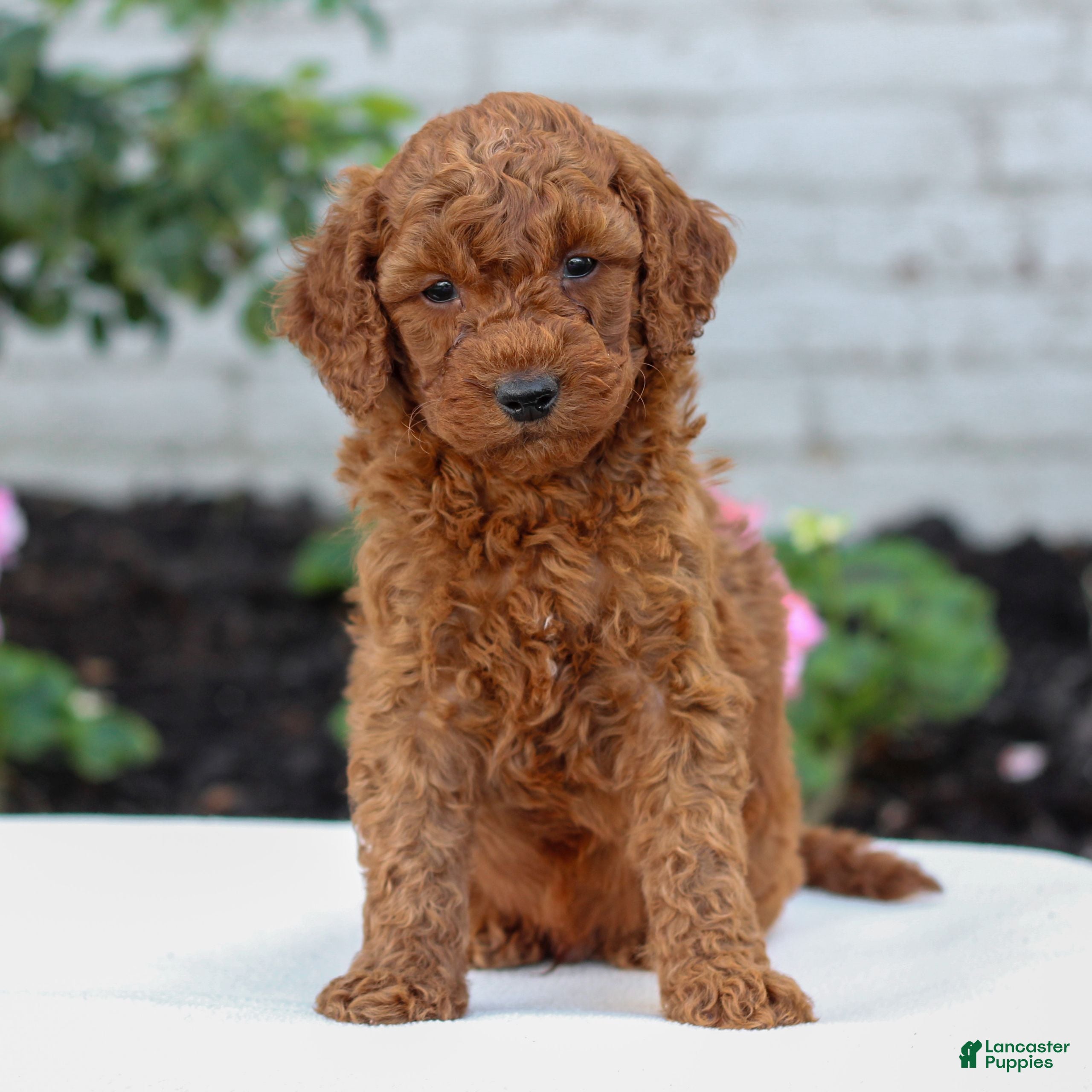 Mini Goldendoodle dogs Harvey  - Ad 11