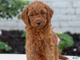 Mini Goldendoodle dogs Harvey - Ad 11