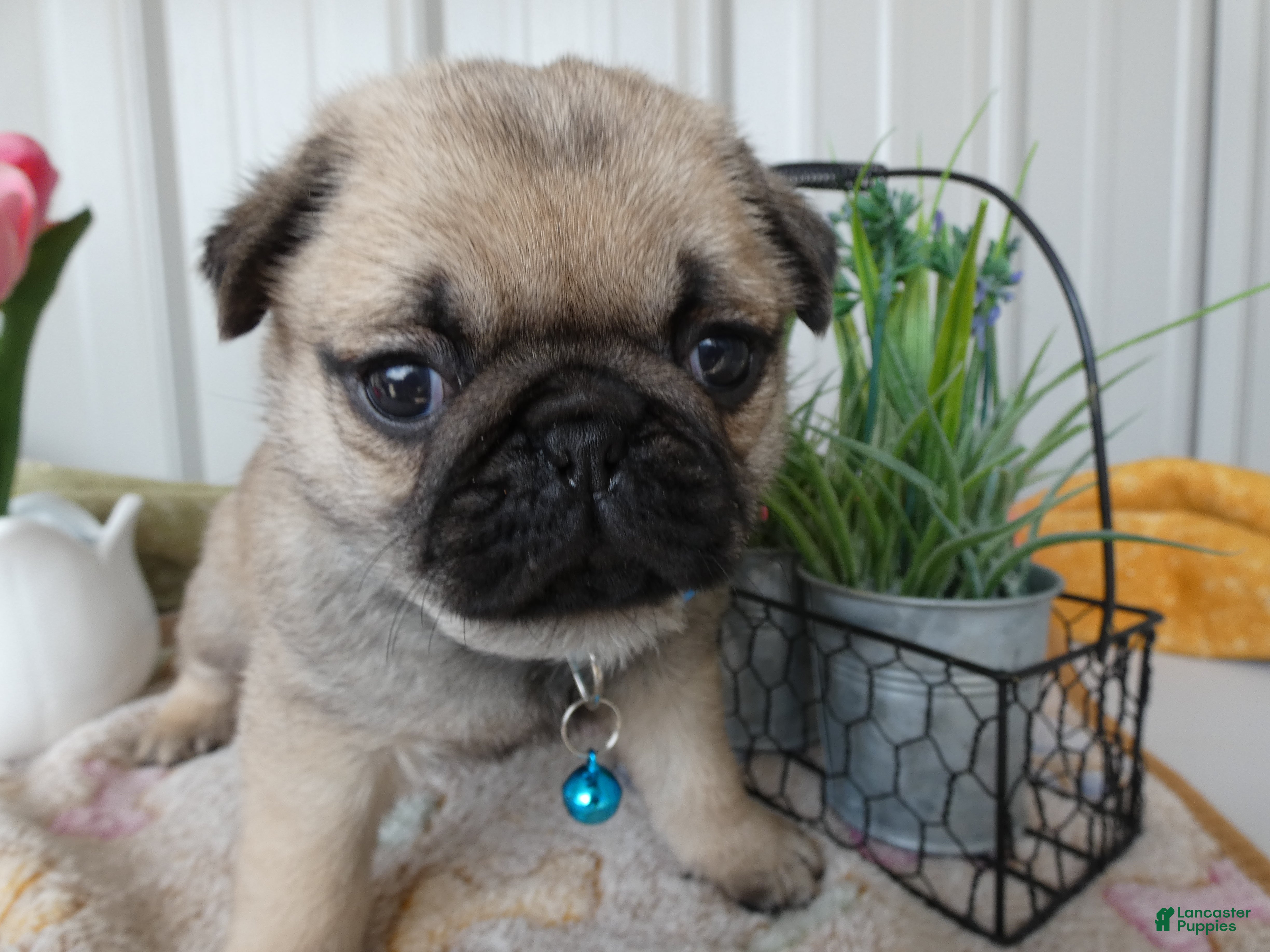 Pug dogs Pug Puppy 4 Petunia - Ad 20