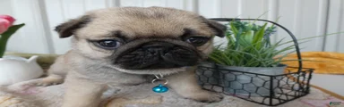 Pug Puppy 4 Petunia