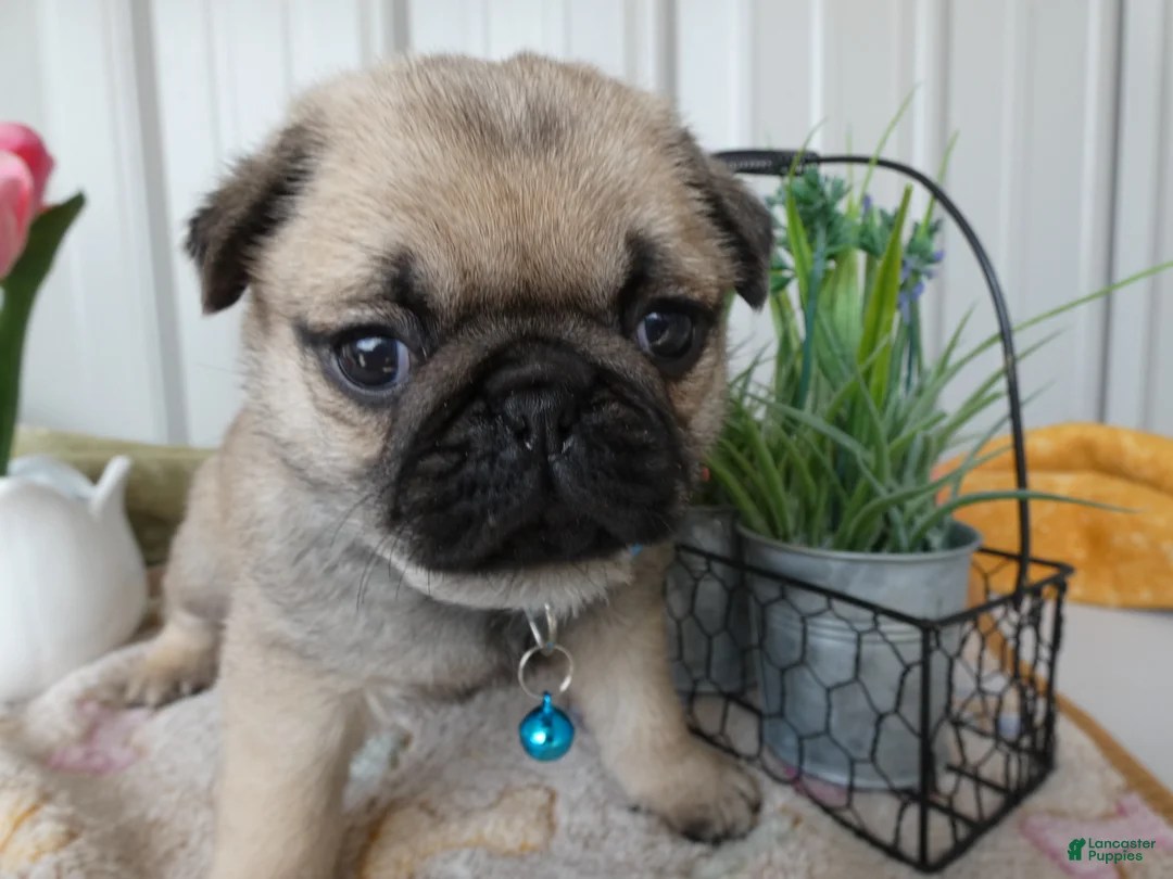 Pug dogs for sale: Pug Puppy 4 Petunia - Ad 1