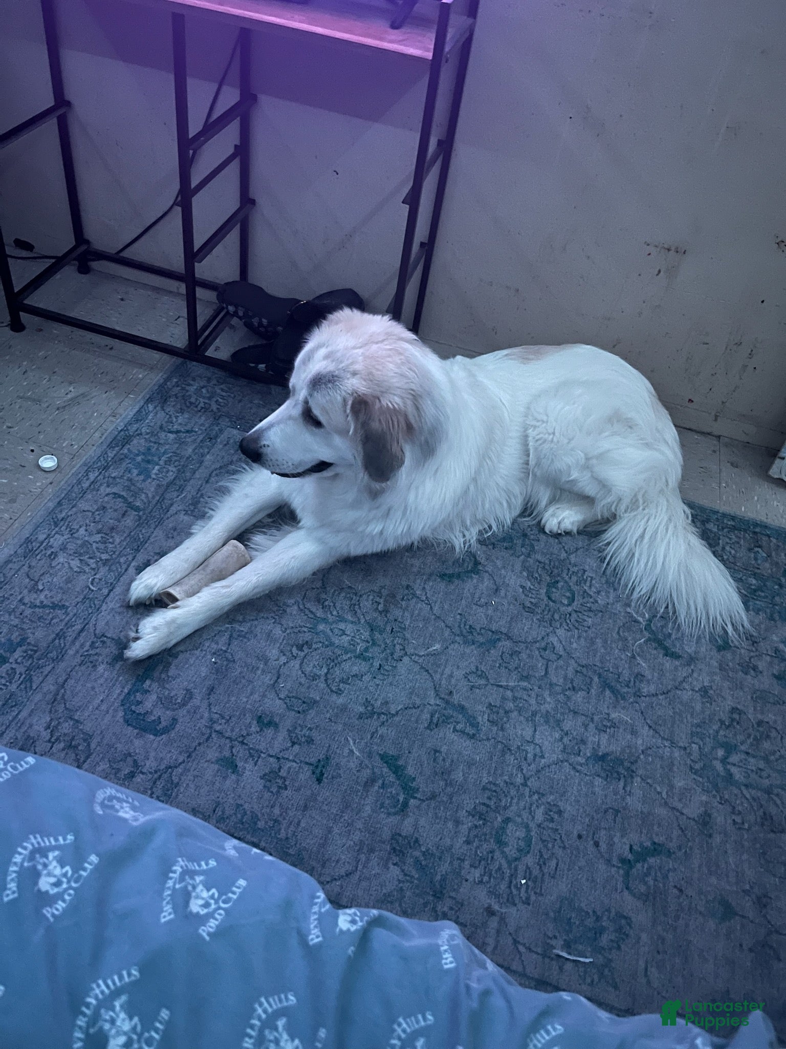 Great Pyrenees dogs Gohan - Ad 1