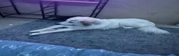 Great Pyrenees dogs for sale: Gohan - Ad 1