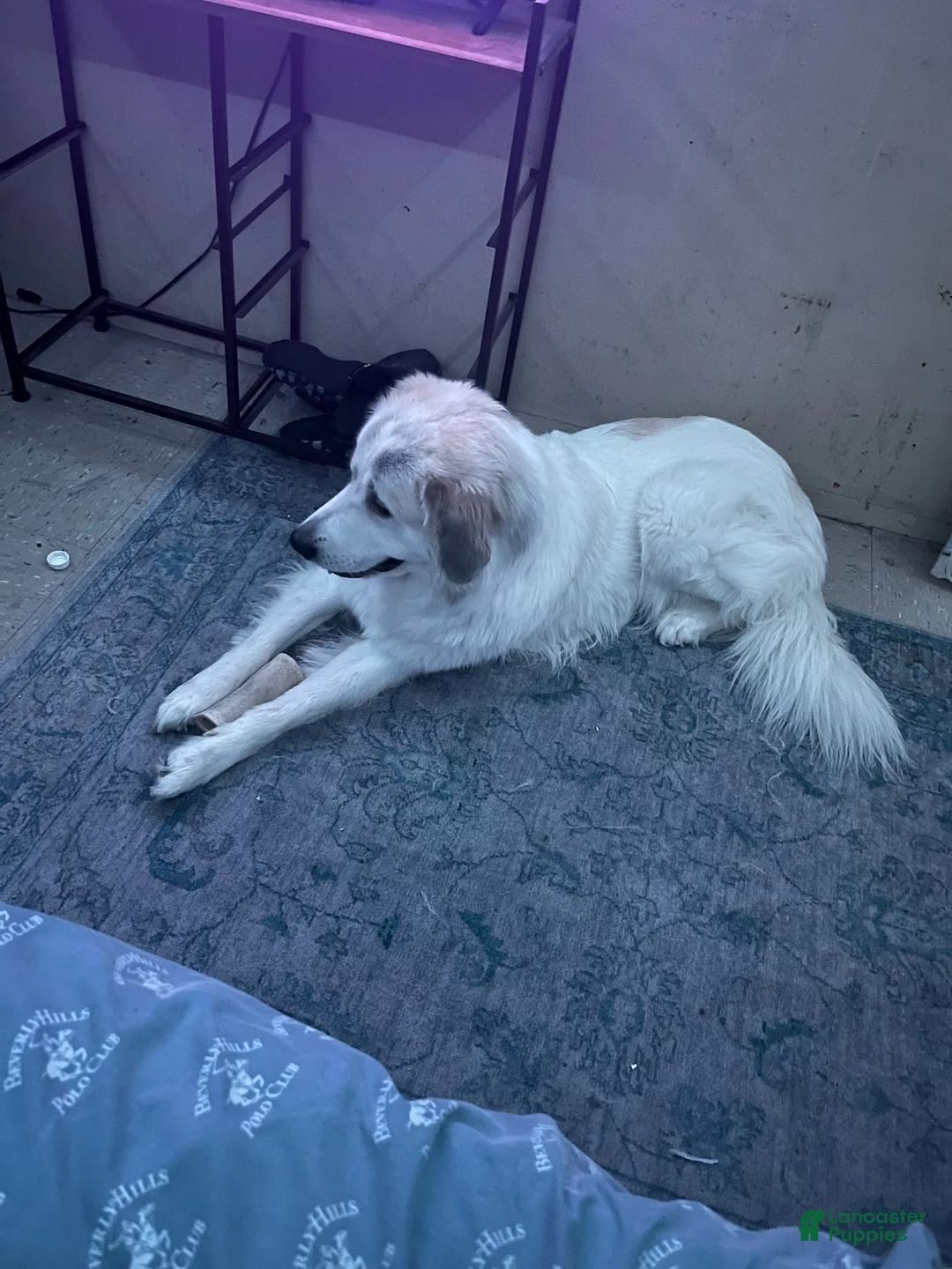 Great Pyrenees dogs for sale: Gohan - Ad 1