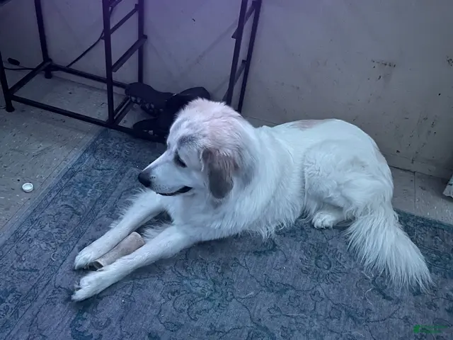 Great Pyrenees dogs for sale: Gohan - Ad 1