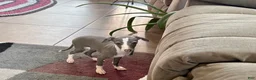 Italian Greyhound dogs for sale: Italian Greyhound 3 blue girl  - Ad 2