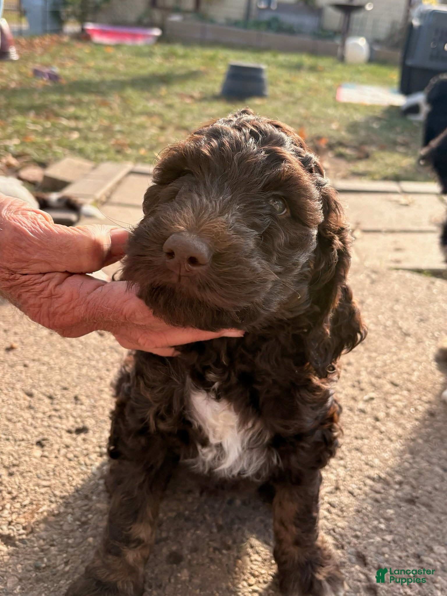 Mixed Breed dogs for sale: Chloe - Ad 2
