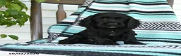 Cocker Spaniel dogs for sale: Daffny - Ad 1