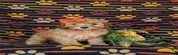 Cockapoo dogs for sale: Jessie Hypoallergenic - Ad 3