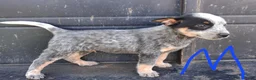Australian Cattle Dog dogs for sale: Australian Cattle Dog 2 - Ad 1