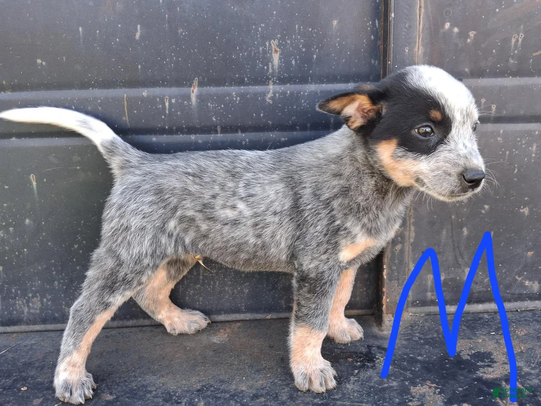 Australian Cattle Dog dogs for sale: Australian Cattle Dog 2 - Ad 1