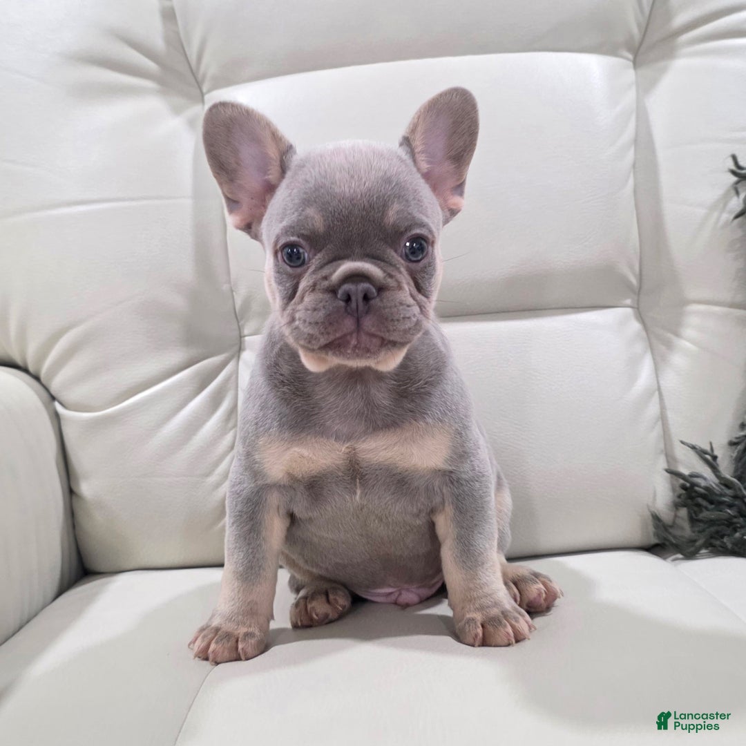 French Bulldog dogs for sale: Kane - Ad 2