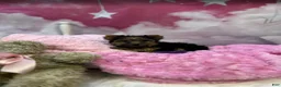 Yorkshire Terrier dogs for sale: Remi's Little Purple - Ad 1