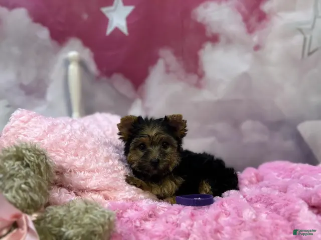 Yorkshire Terrier dogs Remi's Little Purple - Ad 42