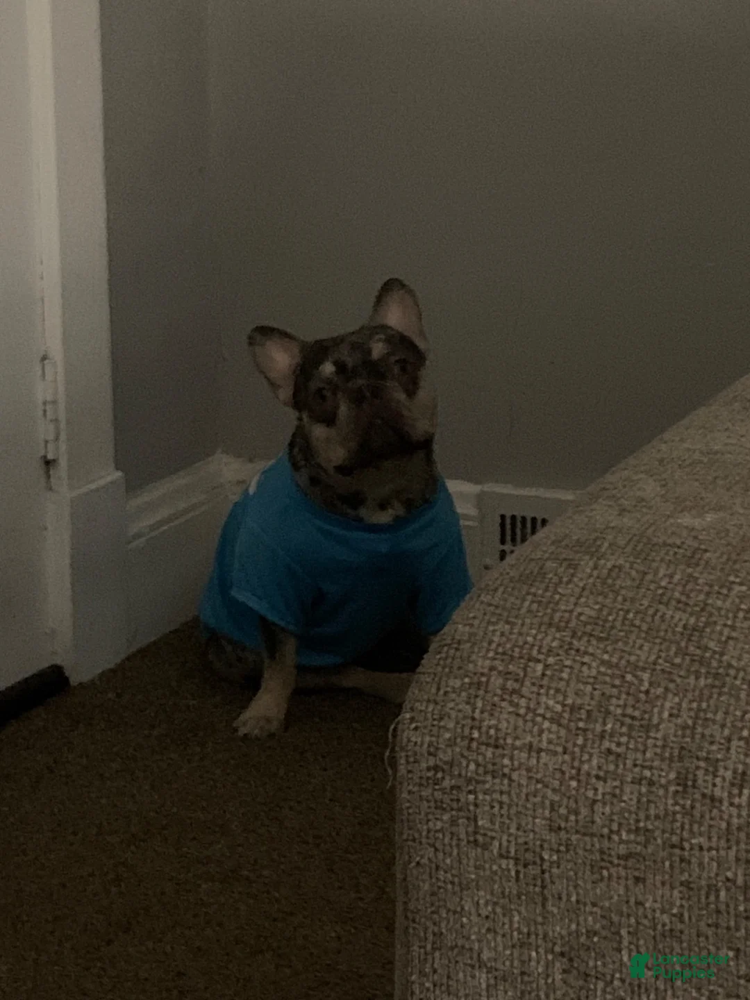 French Bulldog dogs for sale: French Bulldog 1 - Ad 4
