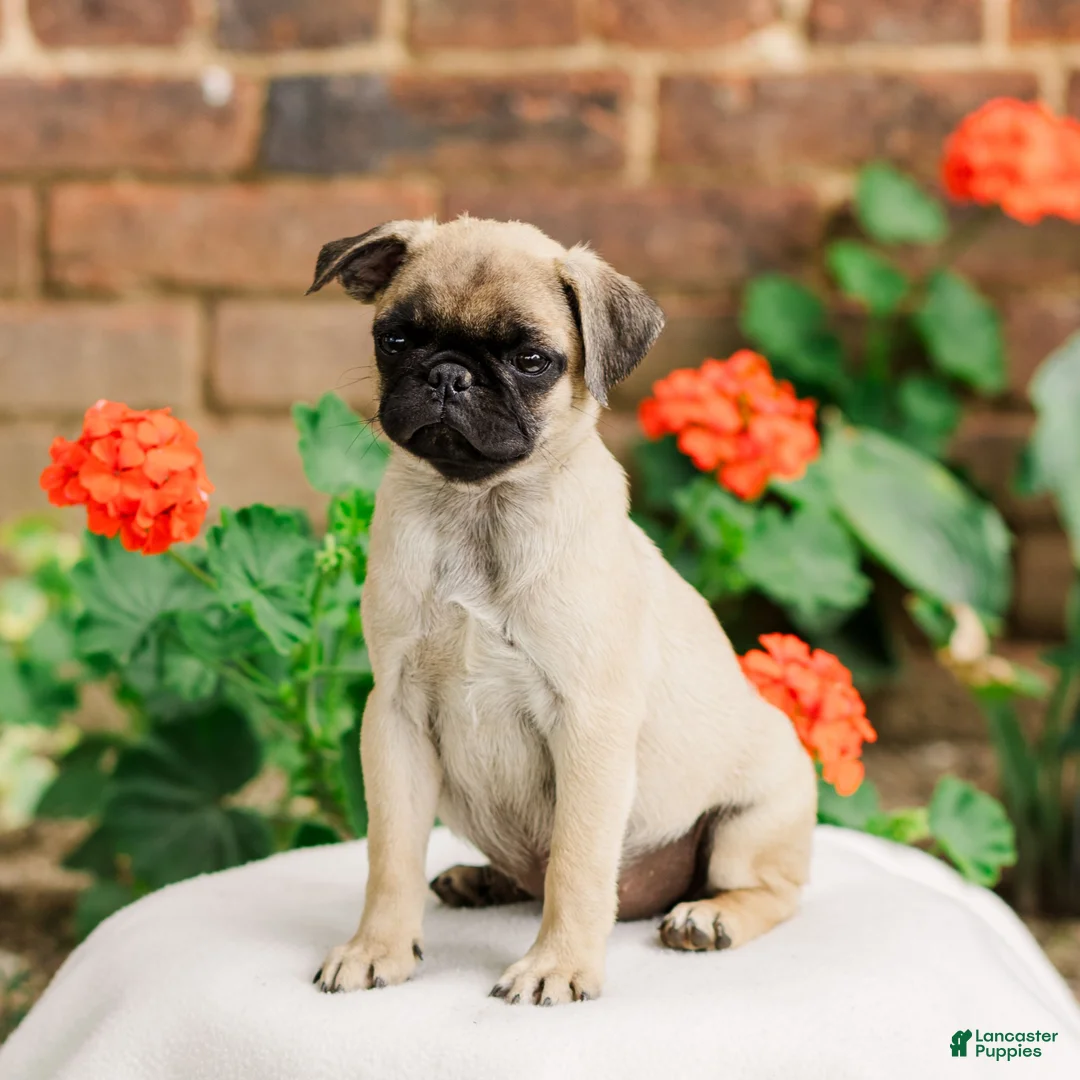 Pug dogs for sale: Sadie  - Ad 3