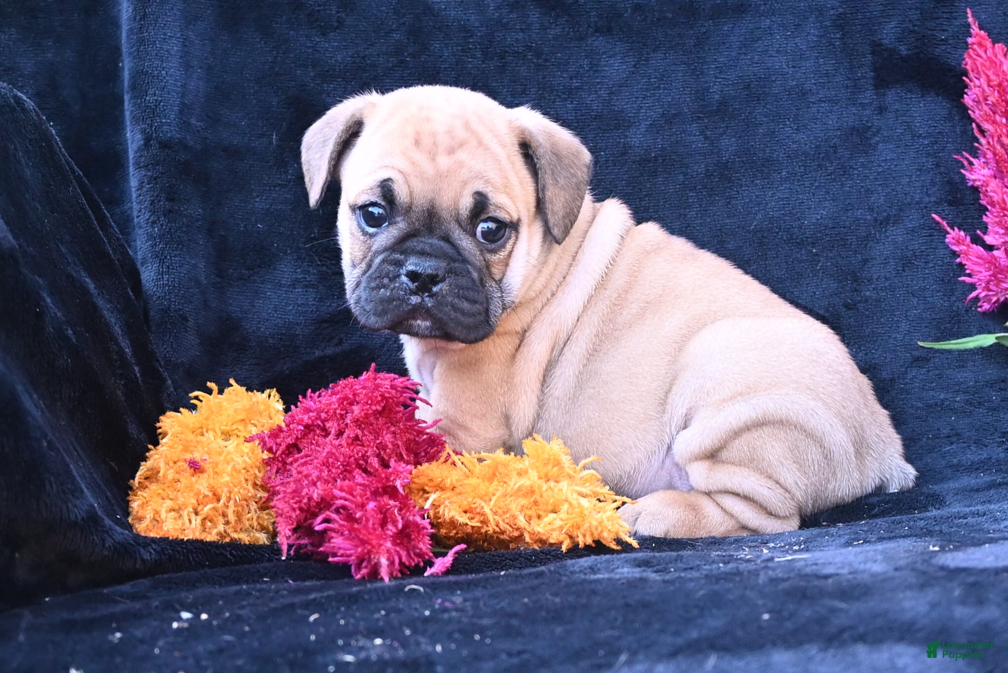 Mixed Breed dogs for sale: Buddy - Ad 2