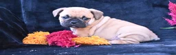 Mixed Breed dogs for sale: Buddy - Ad 2