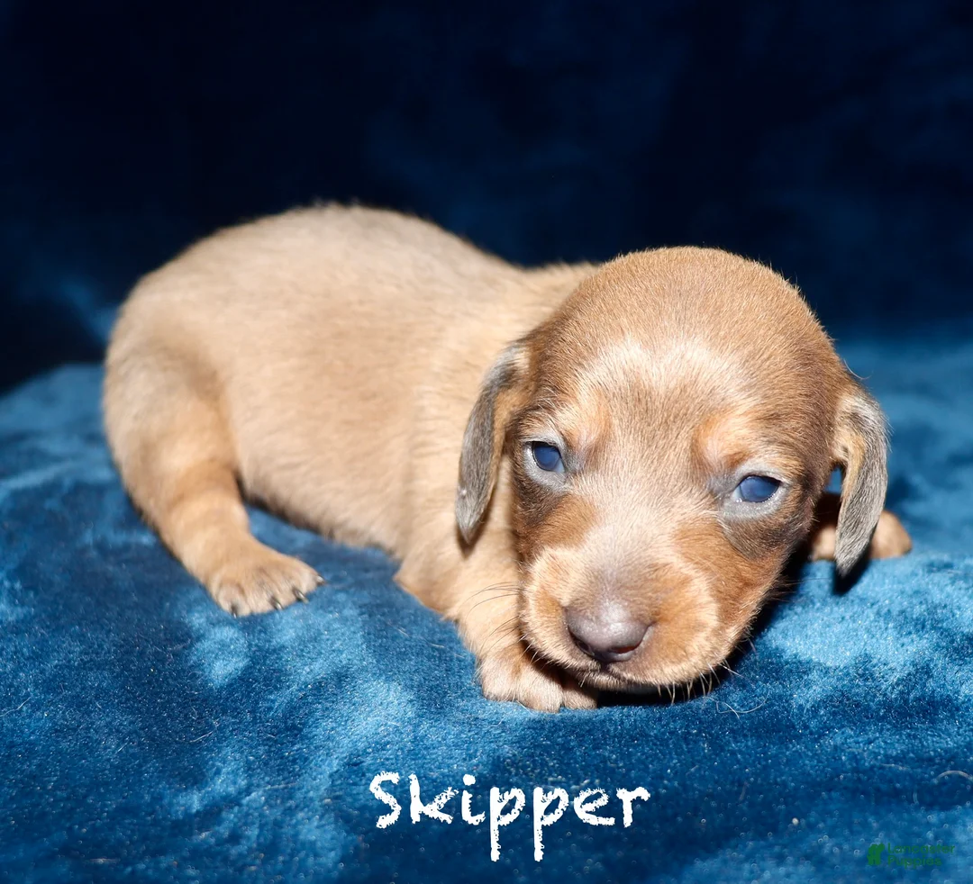 Miniature Dachshund dogs for sale: Skipper - Ad 2