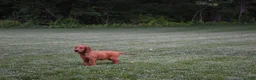 Irish Setter dogs for sale: Trixie - Ad 3