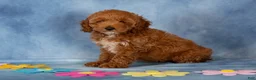 Cockapoo dogs for sale: Petunia - Ad 1