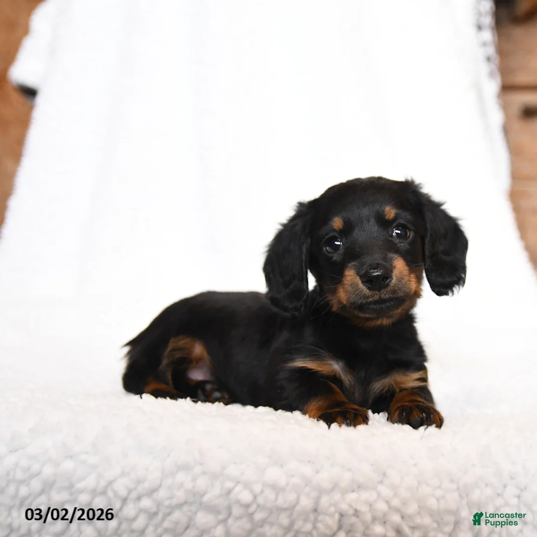 Miniature Dachshund dogs for sale: Cricket - Ad 2