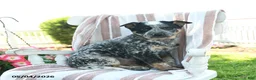 Australian Cattle Dog dogs for sale: Banjo - Ad 1