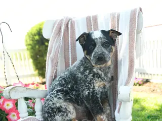 Australian Cattle Dog dogs for sale: Banjo - Ad 1