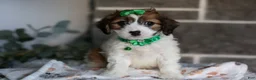 Cavapoo dogs for sale: Maggie - Ad 1