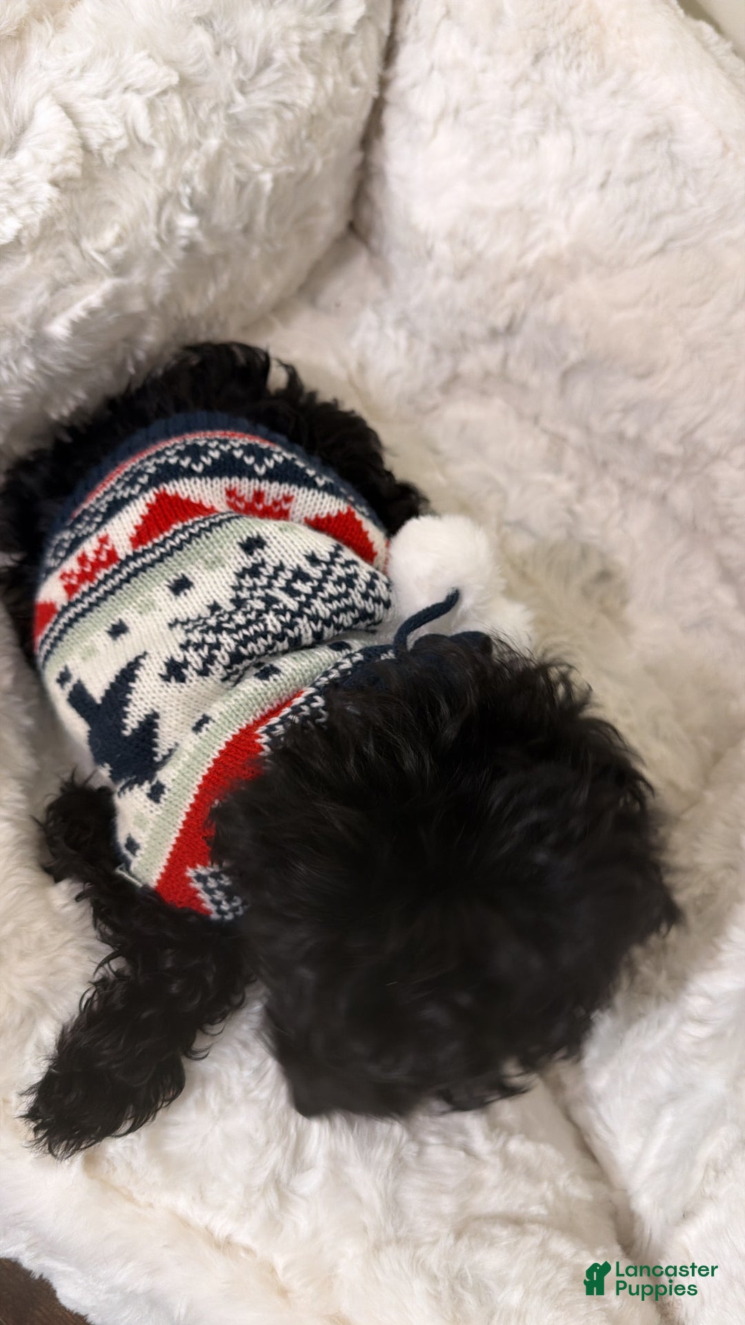 Maltipoo dogs for sale: Biscuit  - Ad 2