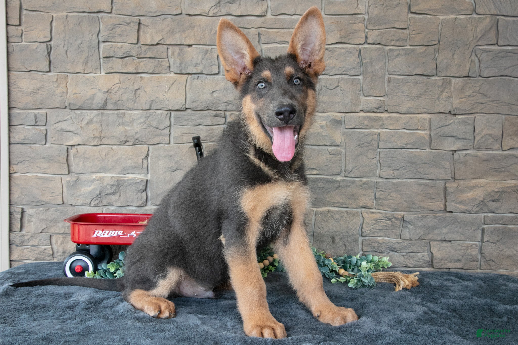 German Shepherd dogs Asher - Ad 1