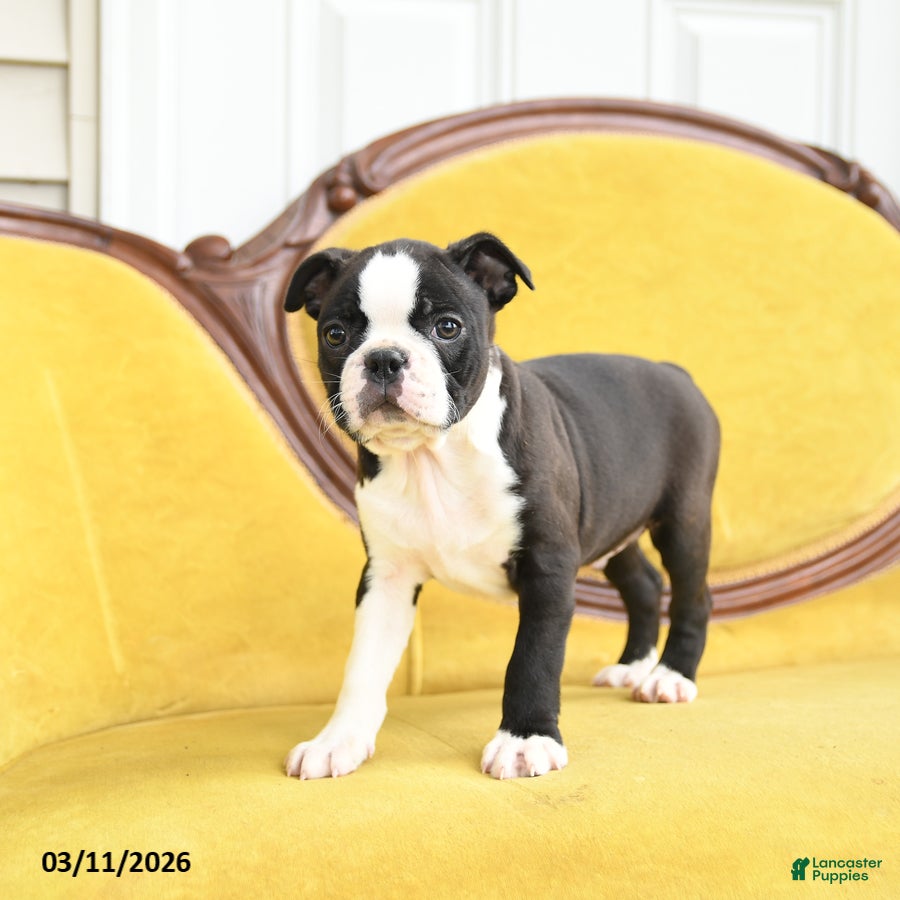 Boston Terrier dogs Shane - Ad 2